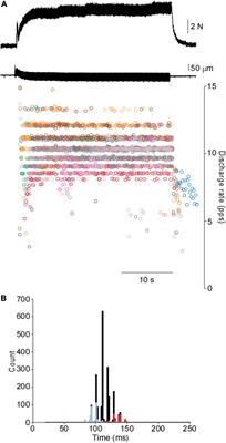 Motor Unit Discharge Patterns in Response to Focal Tendon Vibration of the Lower Limb in Cats and Humans